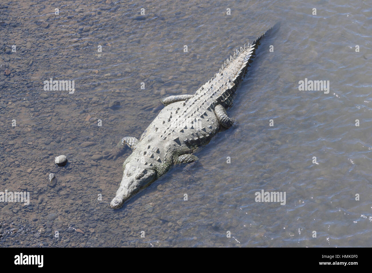 El cocodrilo americano (Crocodylus acutus) en agua, río Tárcoles, parque nacional Parque nacional Carara, costa rica Foto de stock