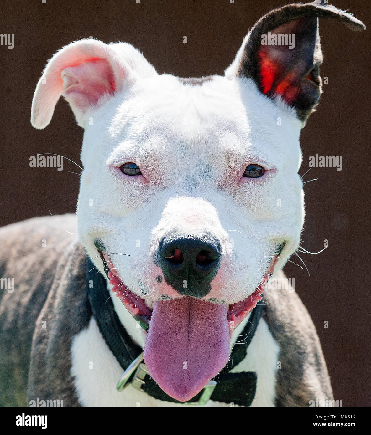 Retrato de perro pitbull fotografías e imágenes de alta resolución - Alamy