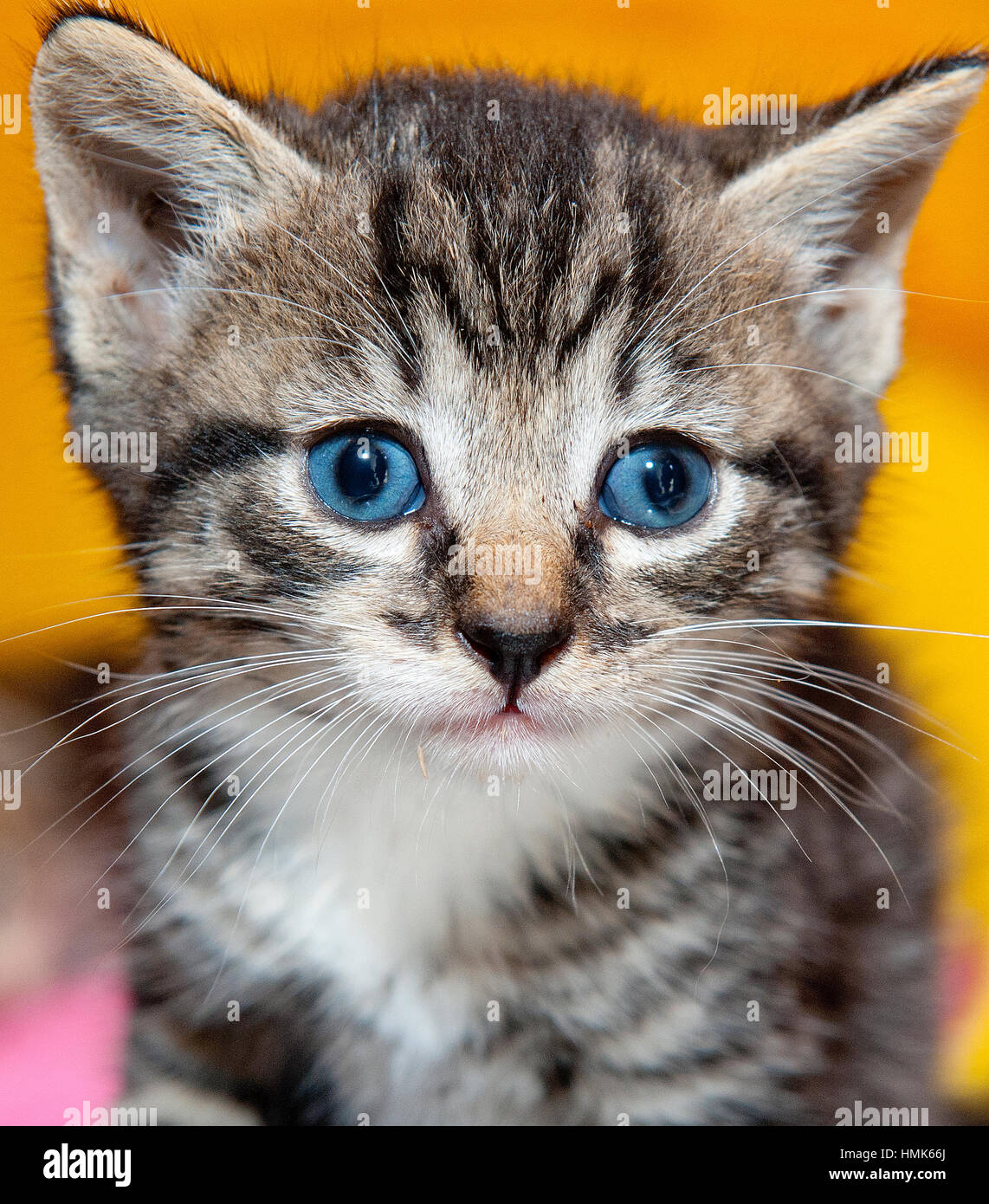Tiger gatito gris con ojos azules cerrar retrato headshot Foto de stock