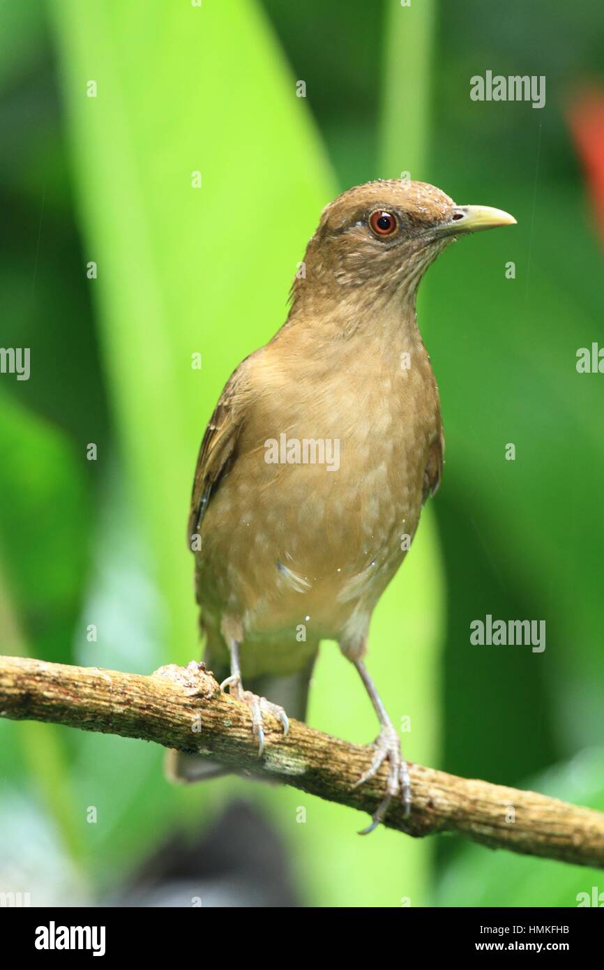 Yiguirro fotografías e imágenes de alta resolución - Alamy