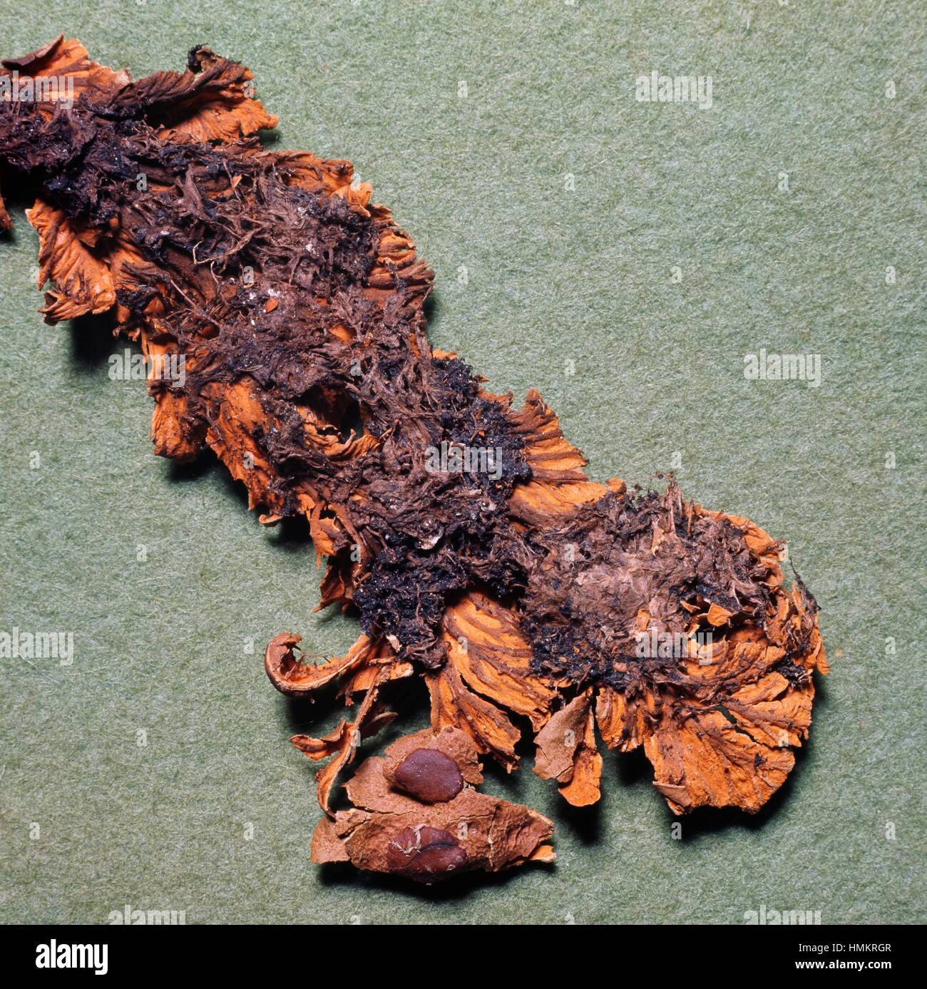 Chocolate Chip Liquen talo (Solorina crocea), superficie inferior, Peltigeraceae. Foto de stock