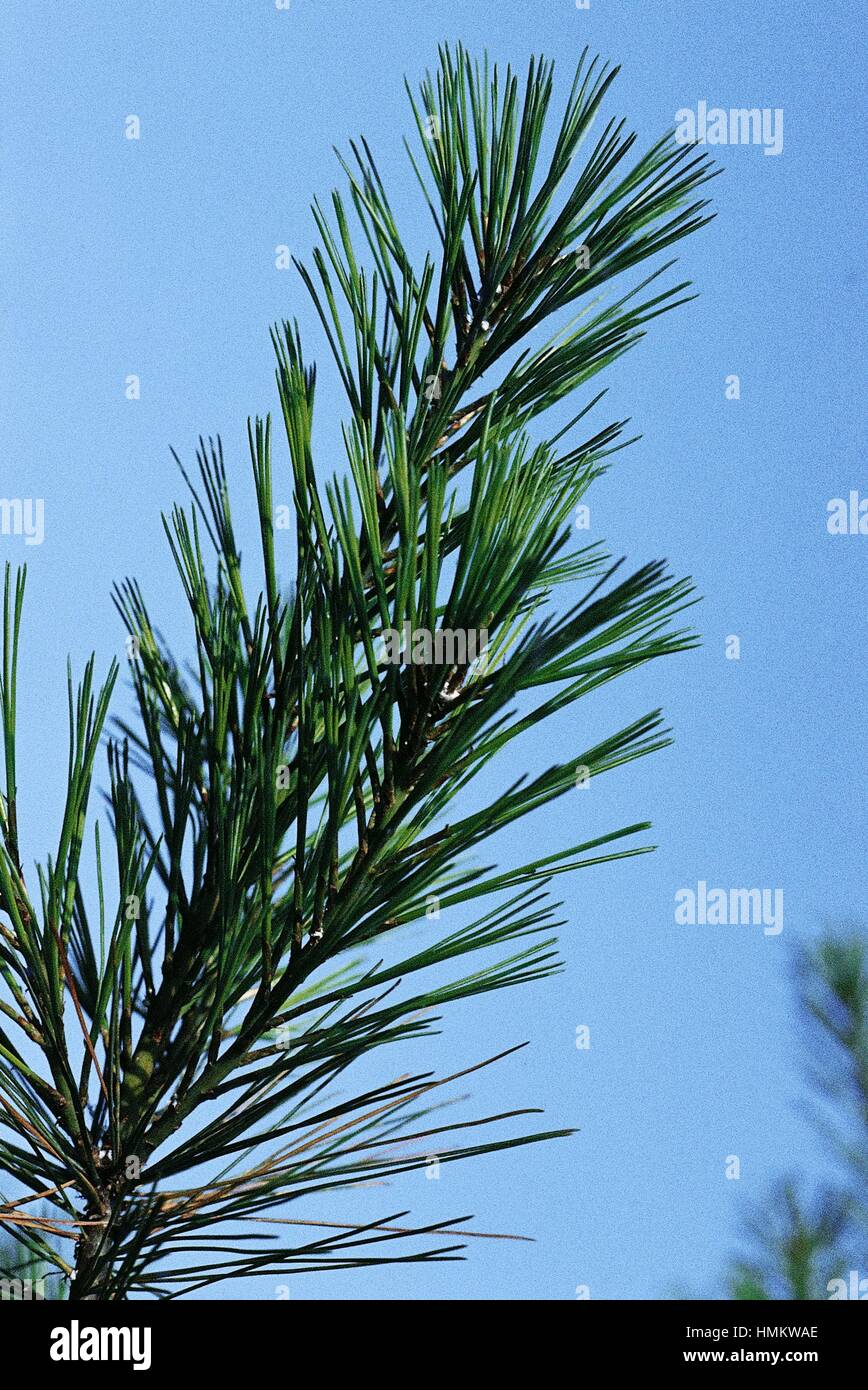 Pino Blanco oriental, americano blanco o Pino Weymouth hojas de pino (Pinus strobus), Pinaceae. Foto de stock