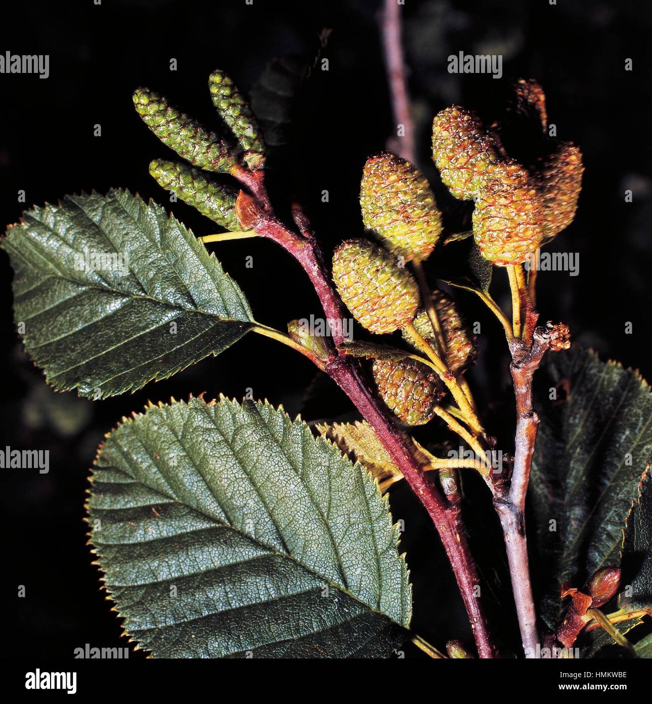 Verde frutos Aliso (Alnus viridis), Betulaceae. Foto de stock