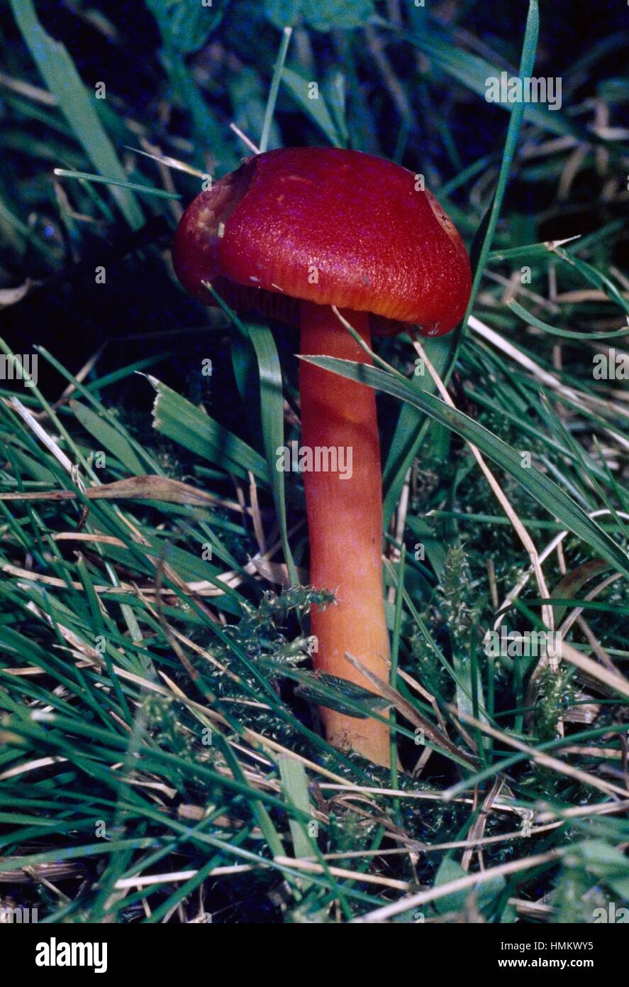 Capucha escarlata, carmesí o rojo waxcap justos ceroso (CAP),  Hygrophoraceae Hygrocybe coccinea Fotografía de stock - Alamy