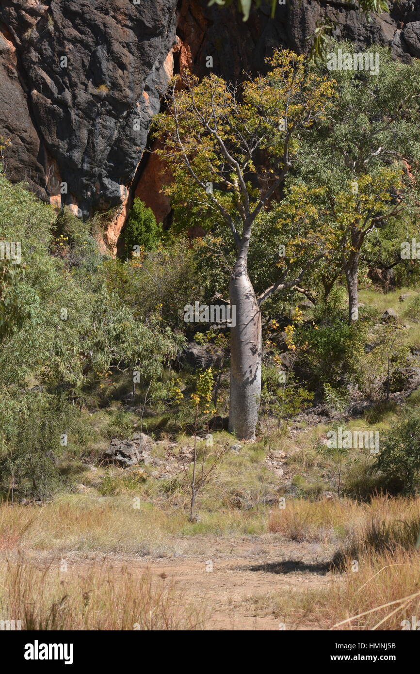 El paisaje en Windjana Gorge Australia Foto de stock