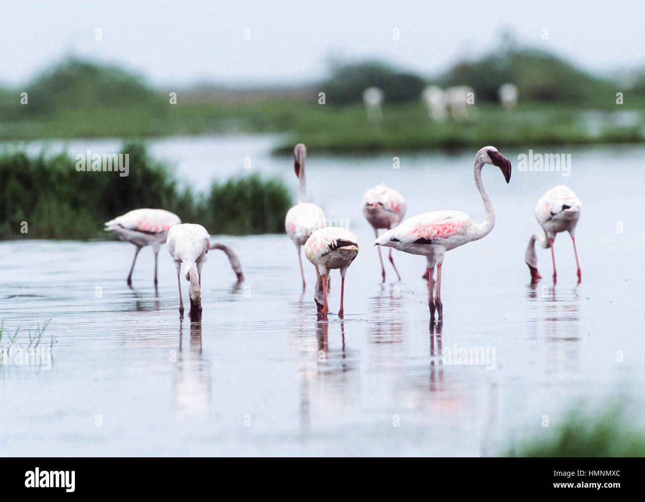 Mayor flamingo(Phoenicopterus roseus), Parque Nacional de Velavadar,Velavadar, Gujarat, India Foto de stock