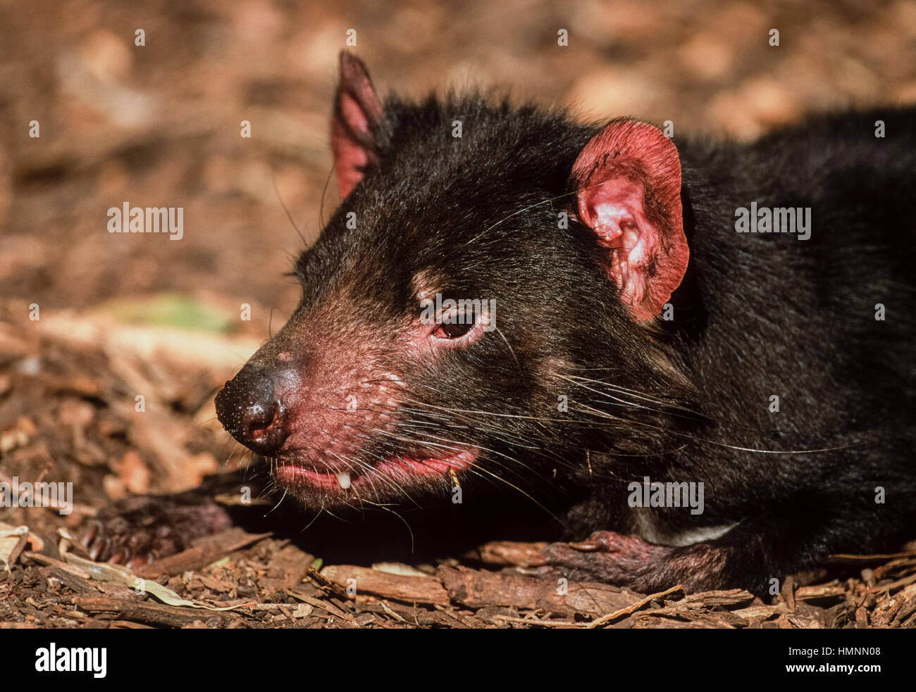 El diablo de Tasmania (Sarcophilus harrisii), Australia Foto de stock