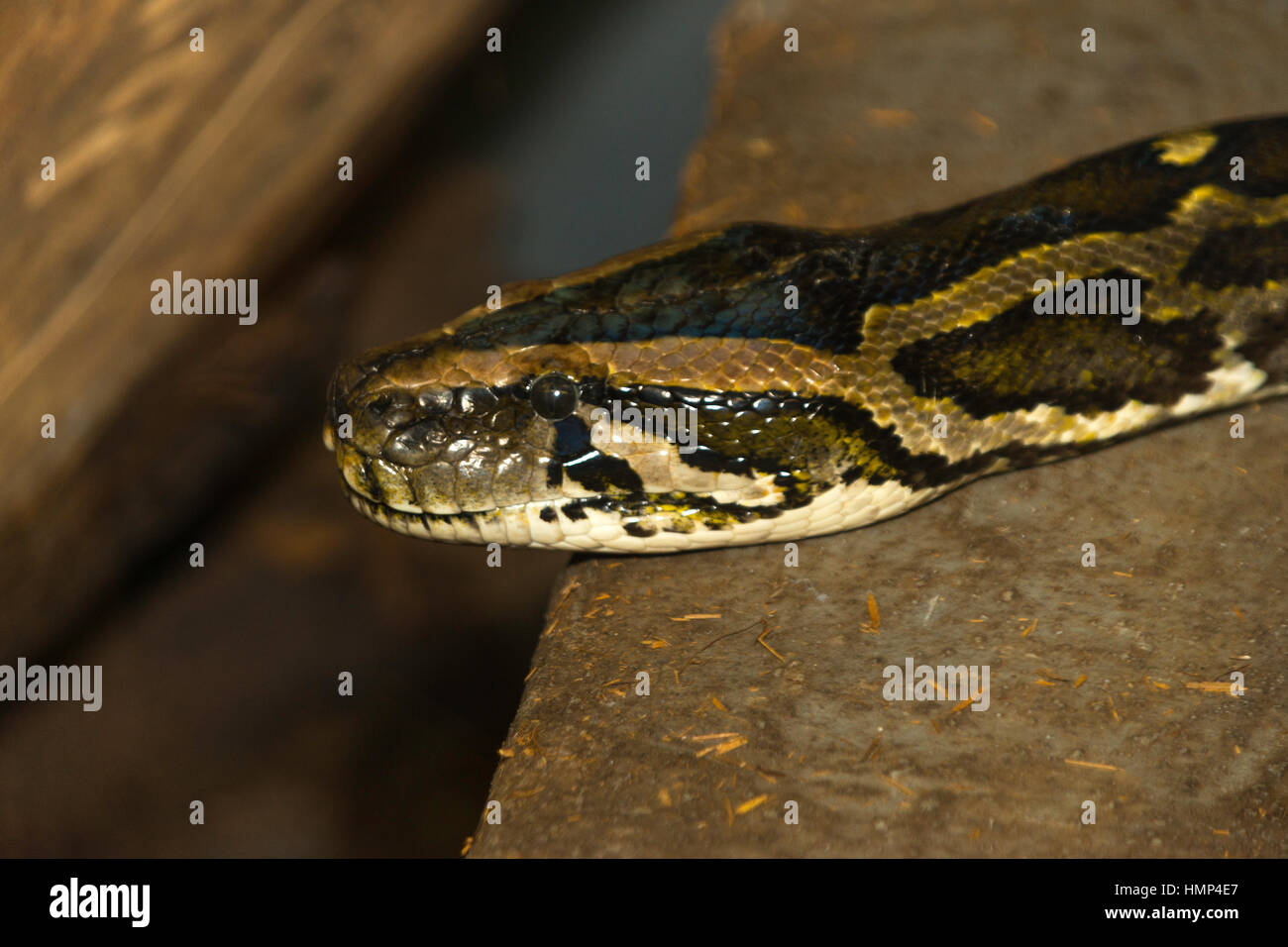 Primer plano de la cabeza y los ojos de serpiente que repta sobre la tierra Foto de stock