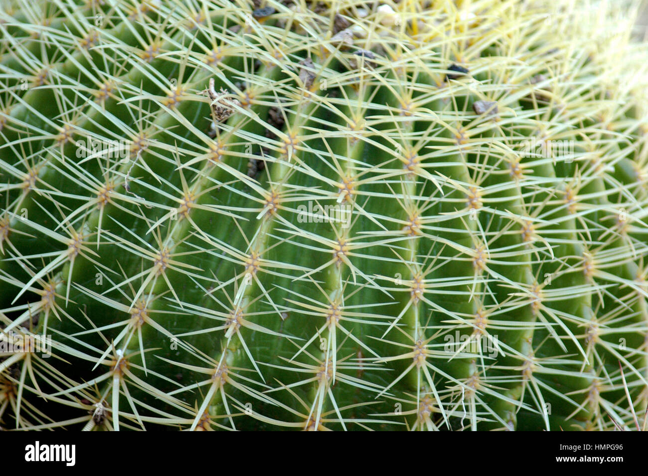 Cactus Foto de stock