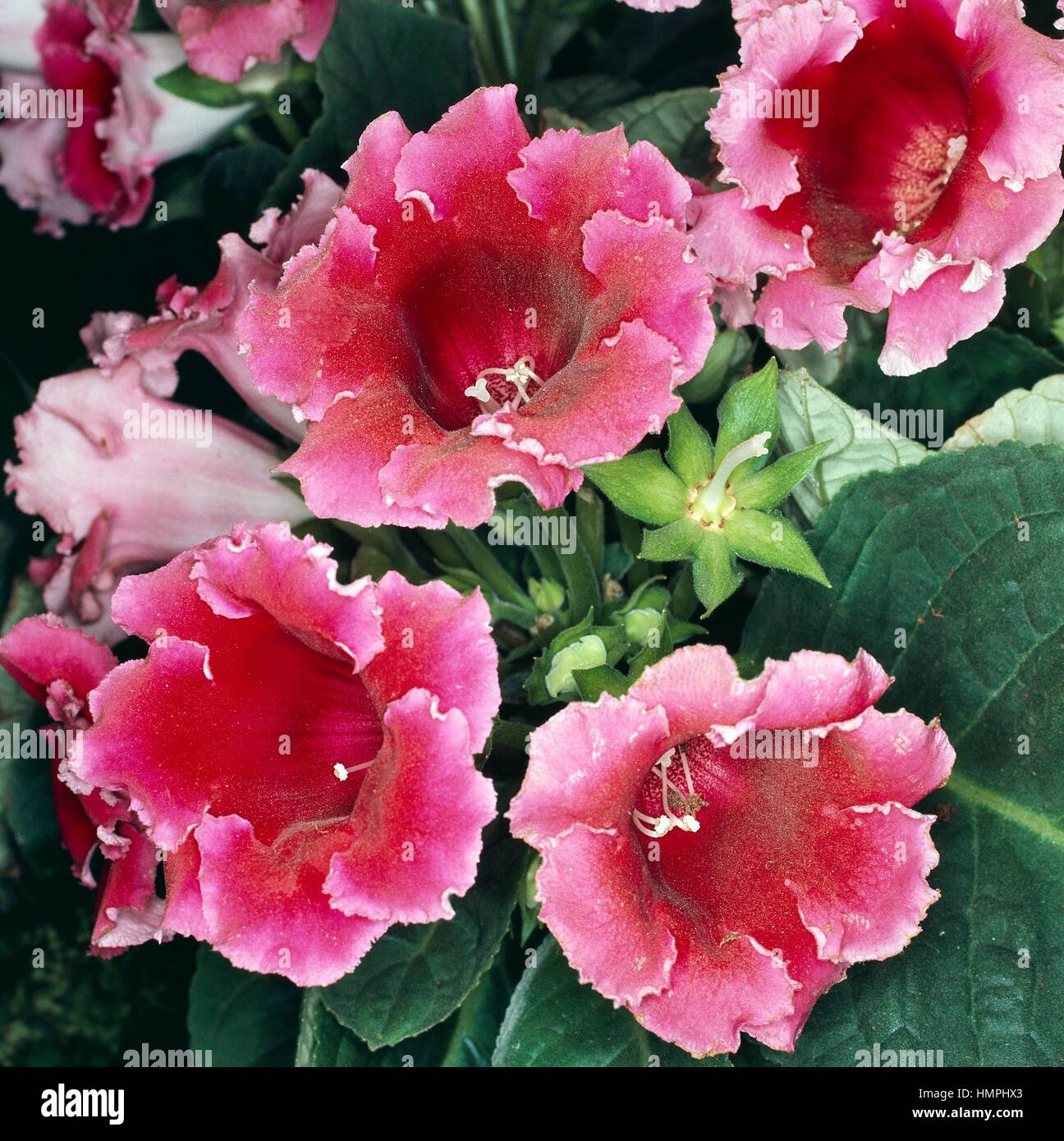 Gloxinia (Gloxinia sinningia speciosa o Gloxinia rubra), Gesneriaceae  Fotografía de stock - Alamy