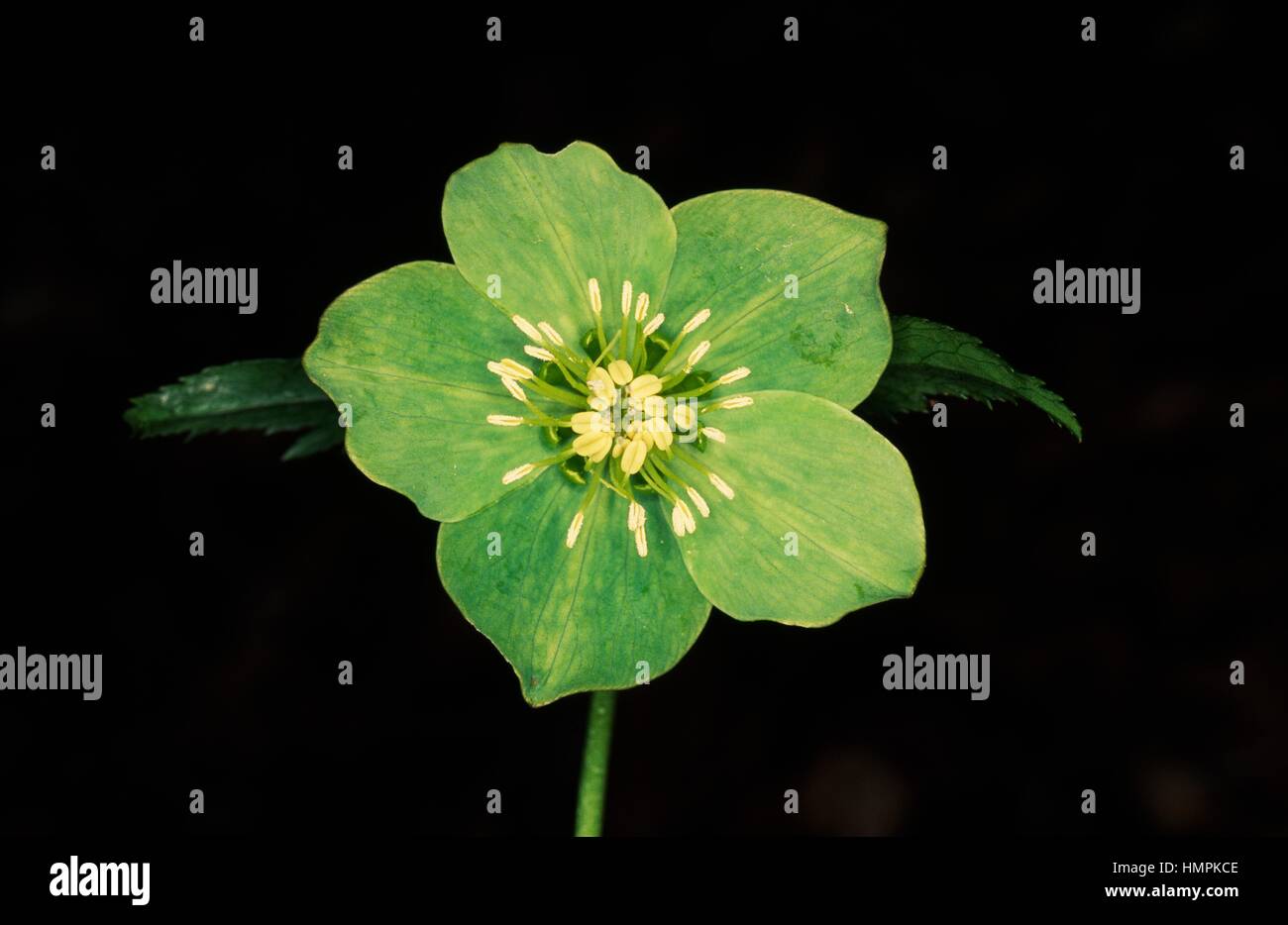 Bear's-pie (Helleborus viridis), Ranunculaceae. Foto de stock