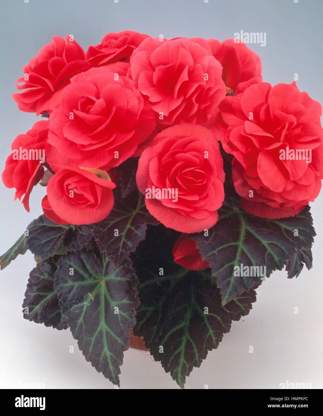 Flor rosa de híbrido begonia (Begonia tuberhybrida tuberosa), Begoniaceae  Fotografía de stock - Alamy