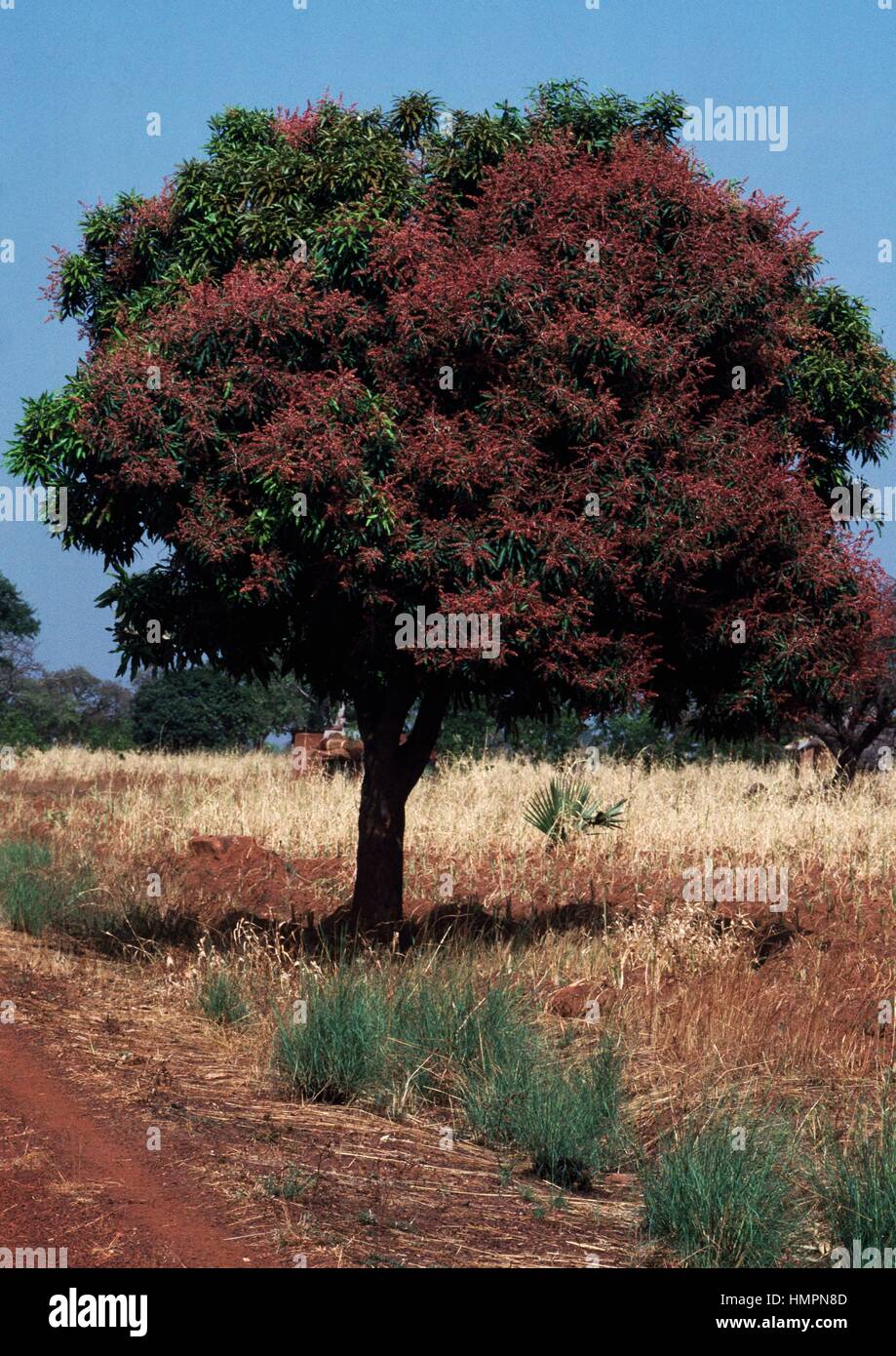 En el árbol de mango (Mangifera indica) Bloom, Anacardiaceae, Benin. Foto de stock
