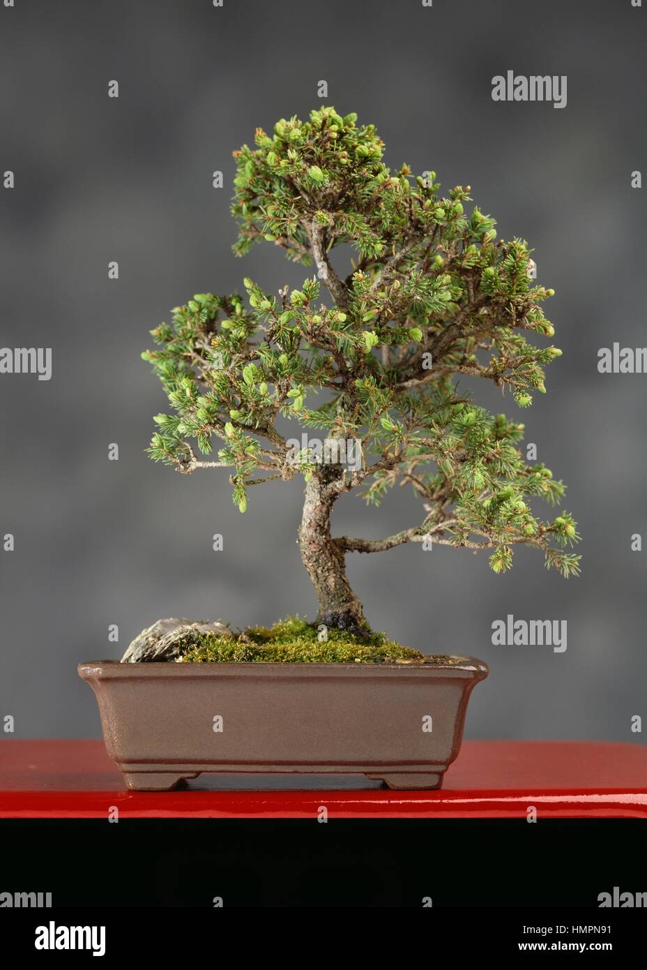 recinto fútbol americano luz de sol Abeto rojo (Picea ohlendorfi bonsai), Pinaceae, altura 12 cm Fotografía de  stock - Alamy