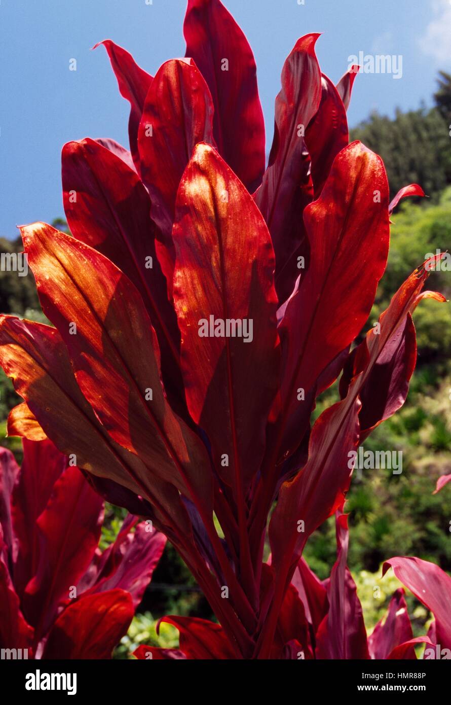 Repollo (Cordyline Terminalis) Palm, Agavaceae. Detalle. Foto de stock