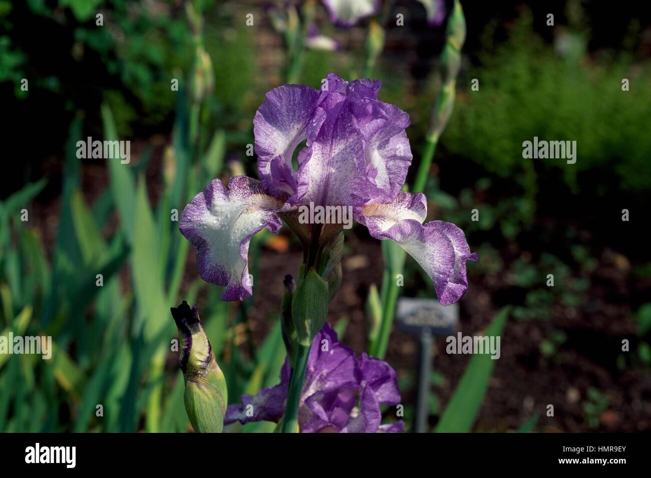 (Iris barbudo bailarín del Velo), Iridaceae, Sissinghurst Castle, Reino Unido. Foto de stock