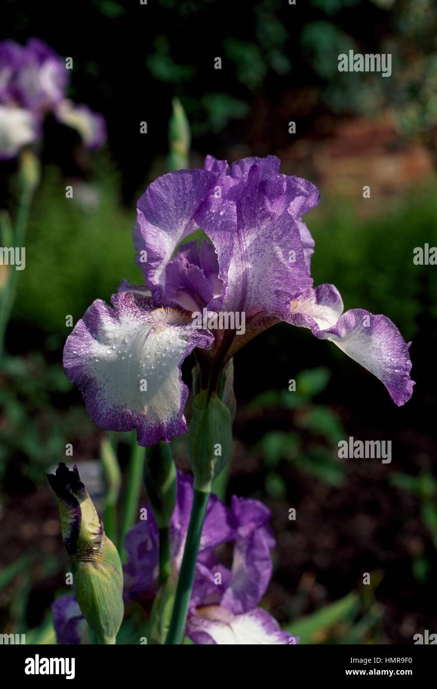 (Iris barbudo bailarín del Velo), Iridaceae, Sissinghurst Castle, Reino Unido. Foto de stock