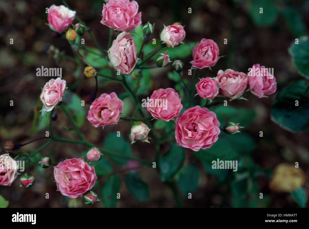 Rose (Rosa Lila encanto), Rosaceae. Foto de stock
