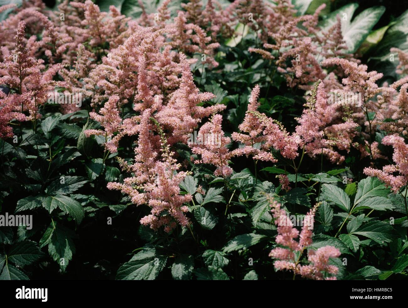 falso Cabra barba en ciernes raíces GRATIS UK FRANQUEO 2 X Rosa Astilbe