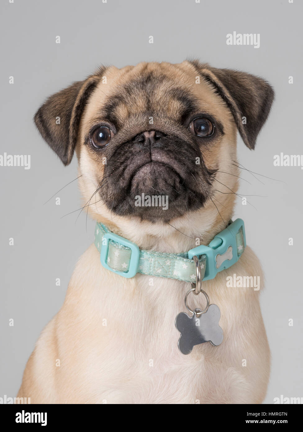 Collar De Hueso De Perro Fotos e Imágenes de stock - Alamy