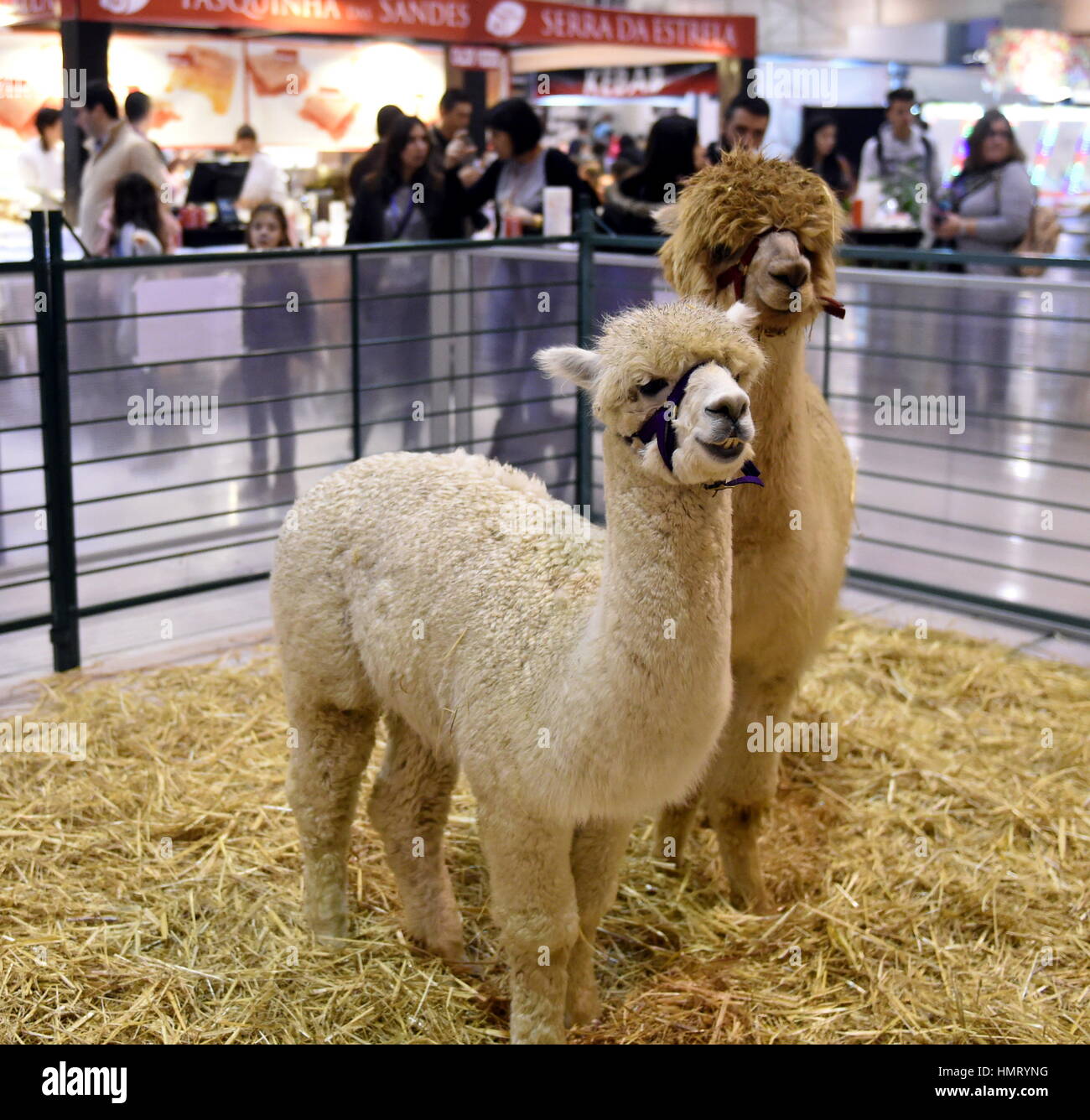 Alpacas mascota fotografías e imágenes de alta resolución - Alamy