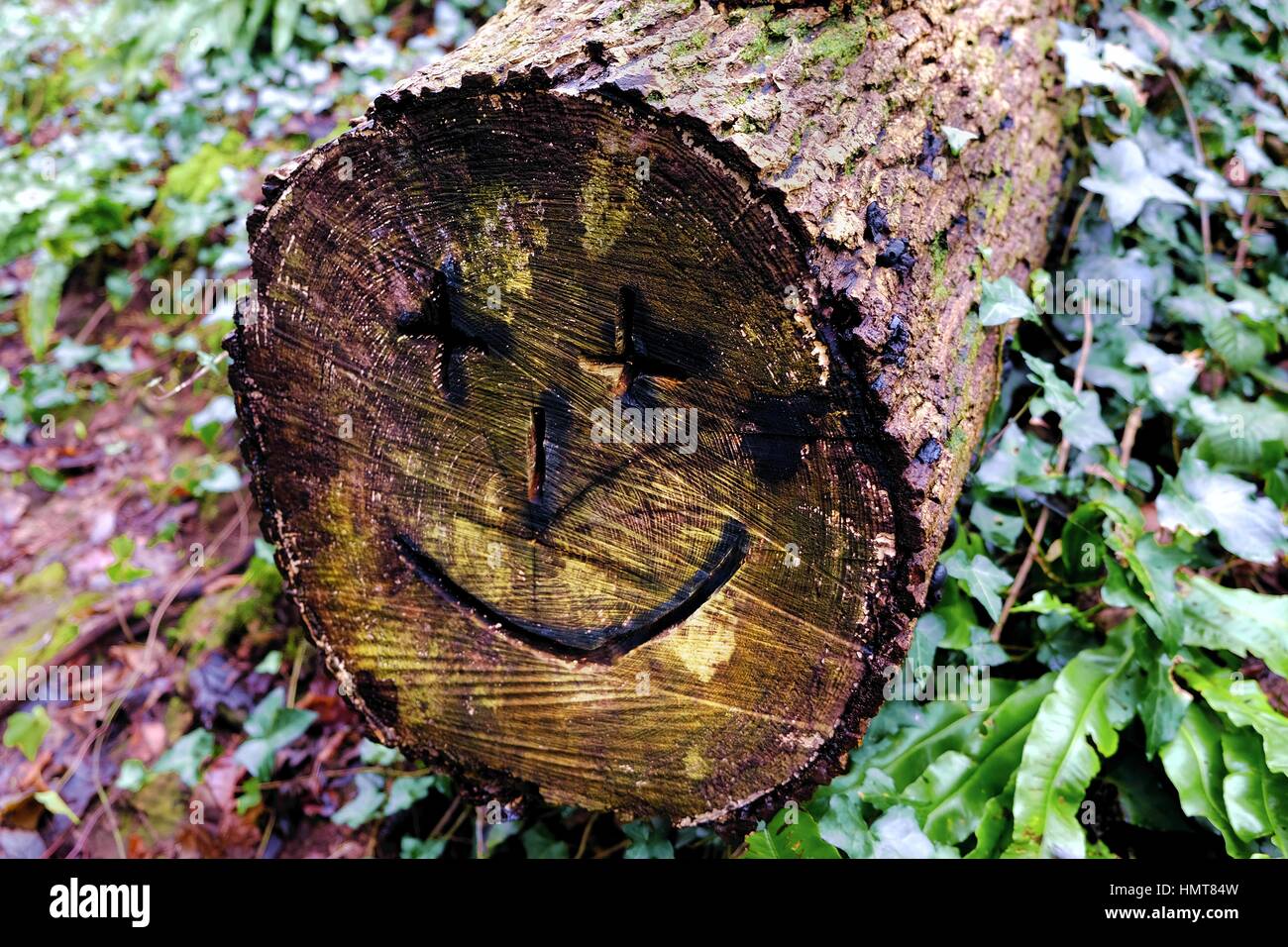 Un sonriente rostro tallado en el tronco de un árbol, en el bosque. Foto de stock