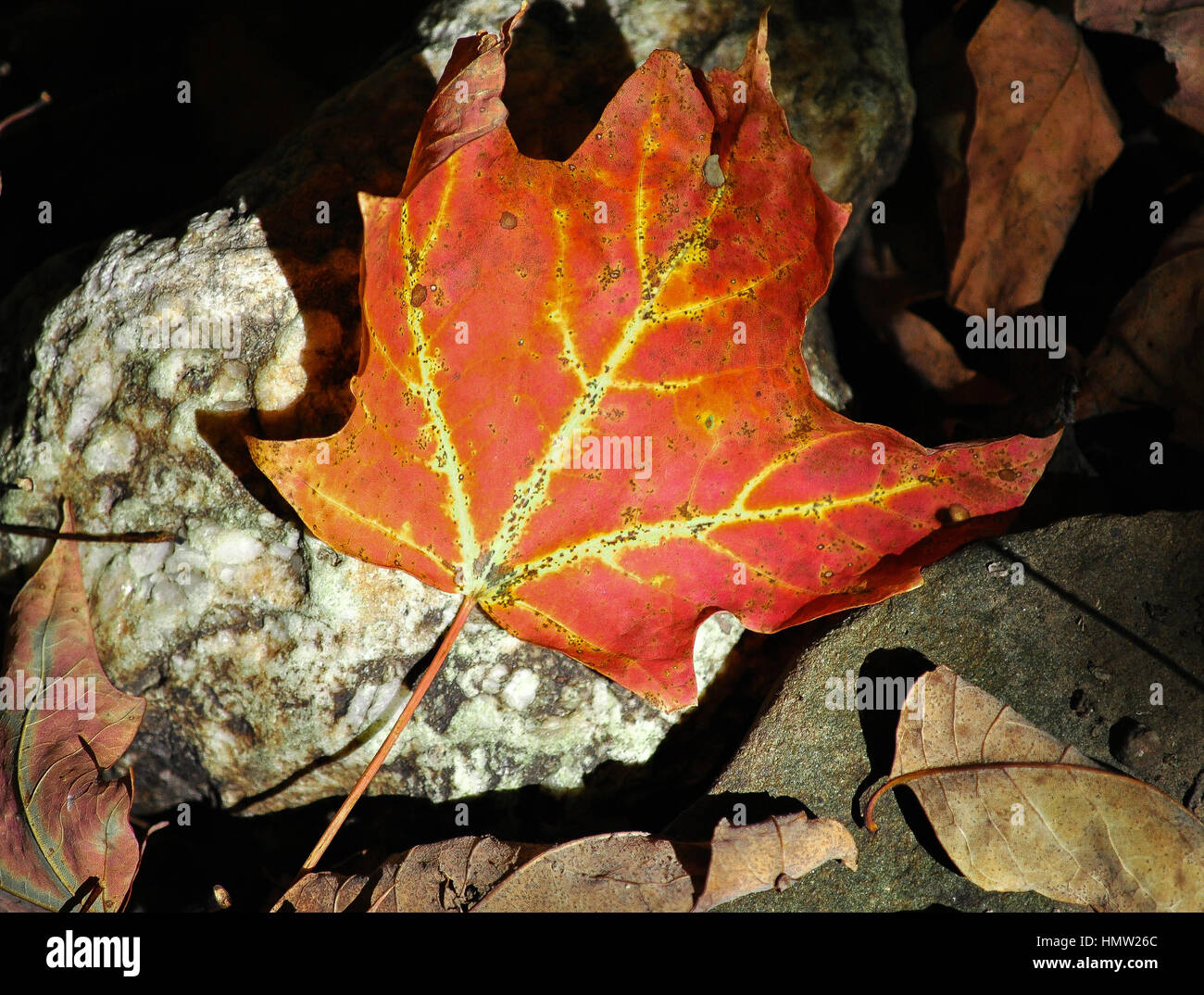 Un rojizo maple leaf, una luz brillante en un oscuro bosque. Foto de stock