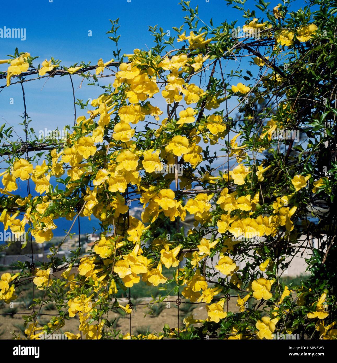 La Uña de Gato o trompeta amarilla (vid Macfadyena pezuña-cati o Doxantha  pezuña-cati), Bignoniaceae Fotografía de stock - Alamy