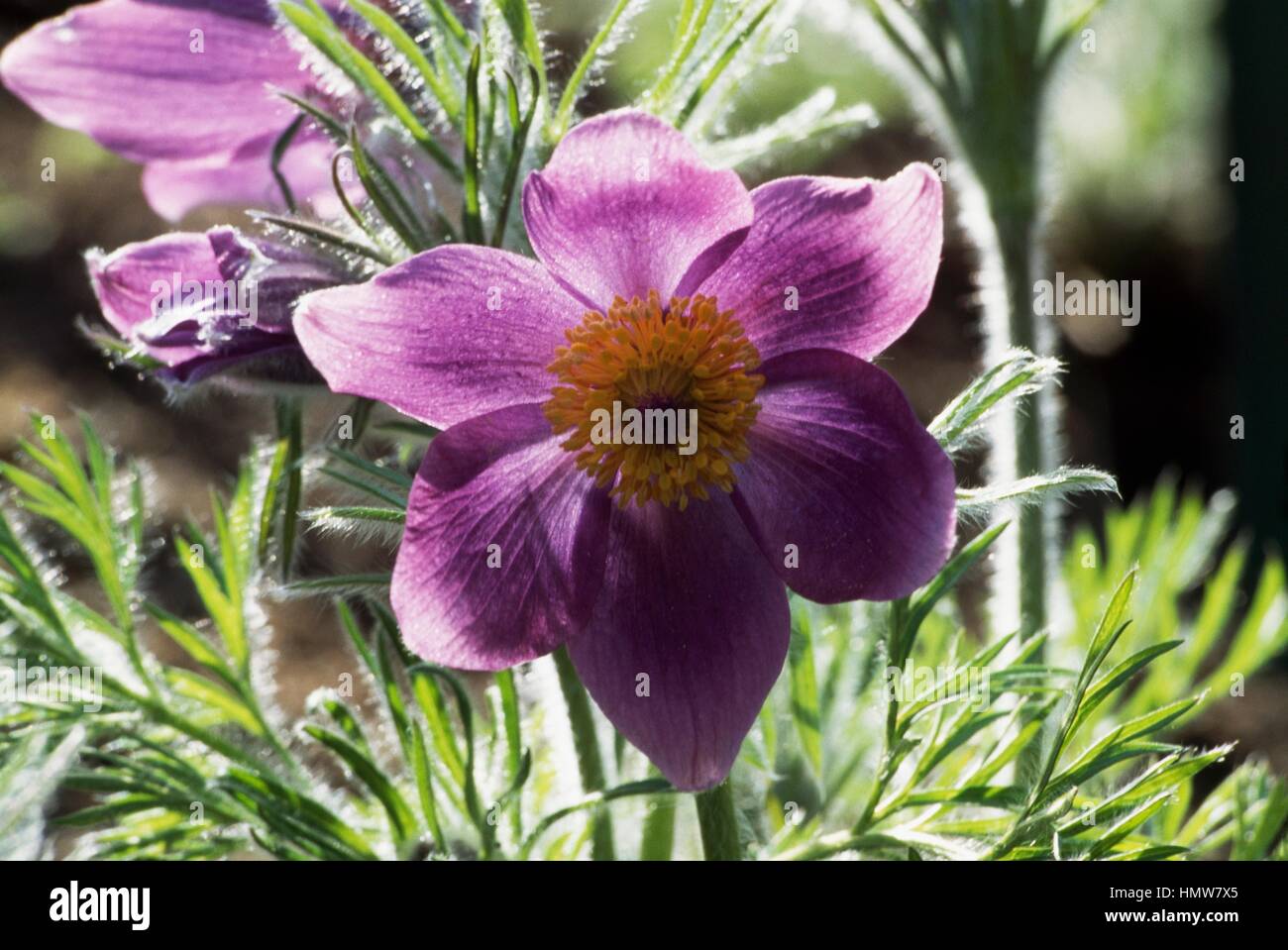 Pasque flower (pasqueflower Pulsatilla vulgaris), Ranuncolaceae. Foto de stock