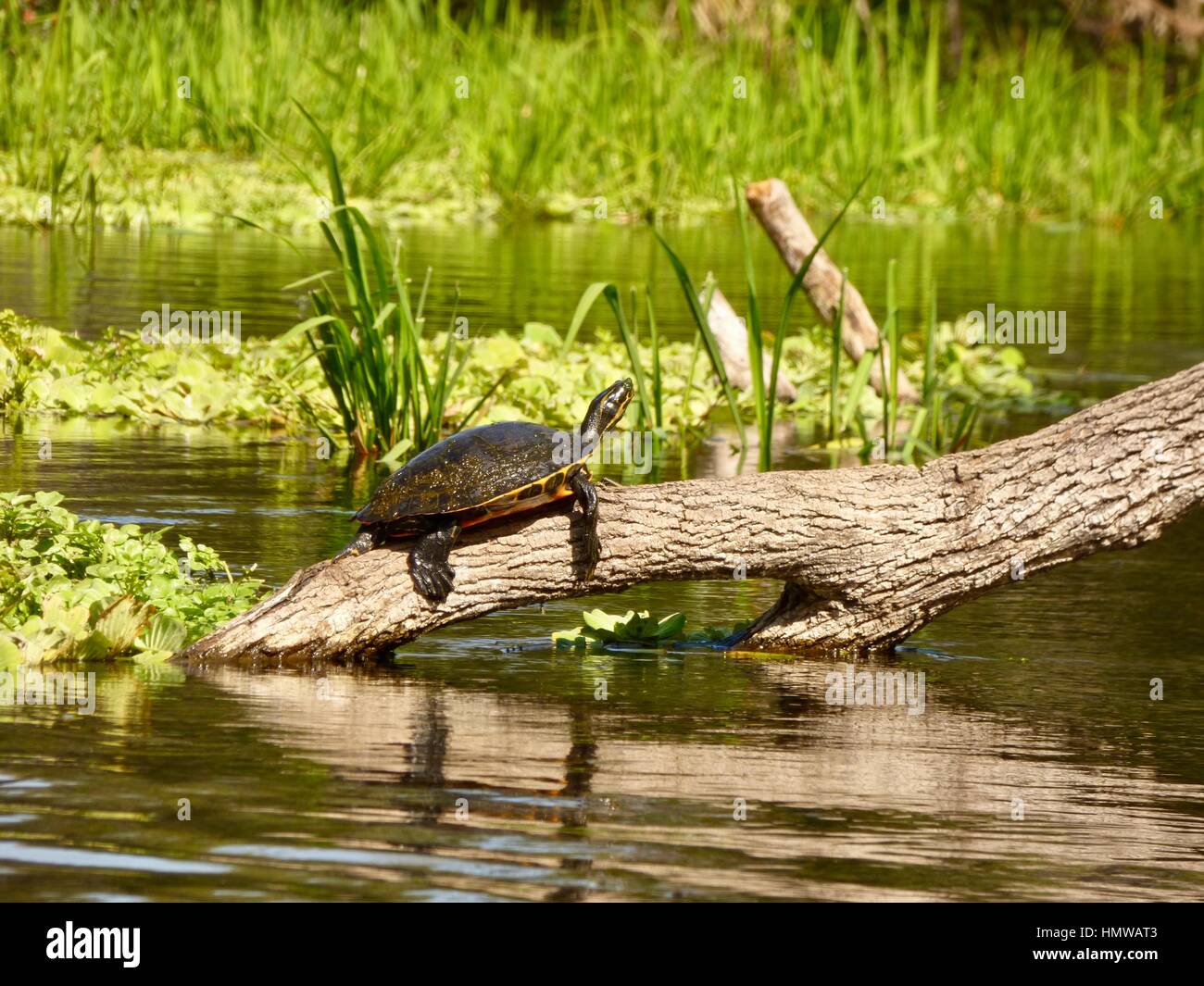Las tortugas asoleándose en un registro en el río Ichetucknee, cerca de la ciudad de Fort blanco en la parte norte central de Florida, EE.UU. Foto de stock