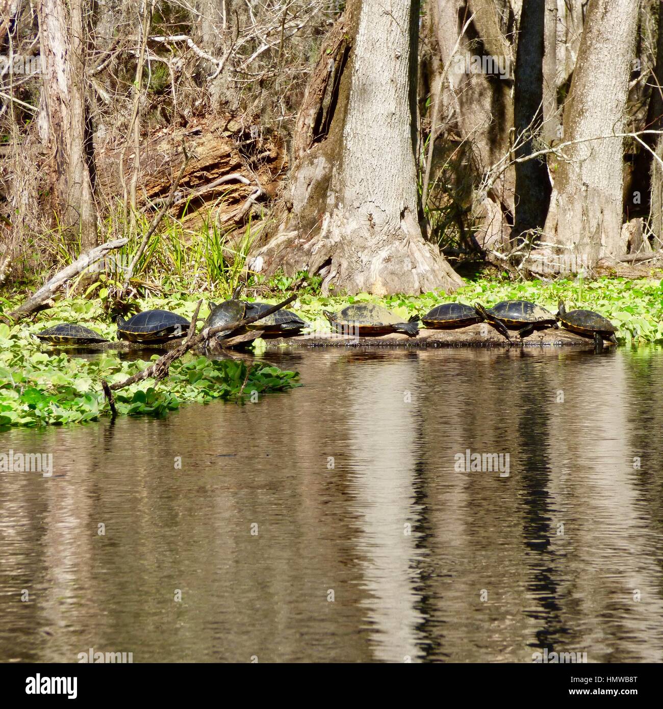Tortugas asoleándose en un registro sobre las orillas del río Ichetucknee, cerca de la ciudad de Fort blanco en la parte norte central de Florida, EE.UU. Foto de stock