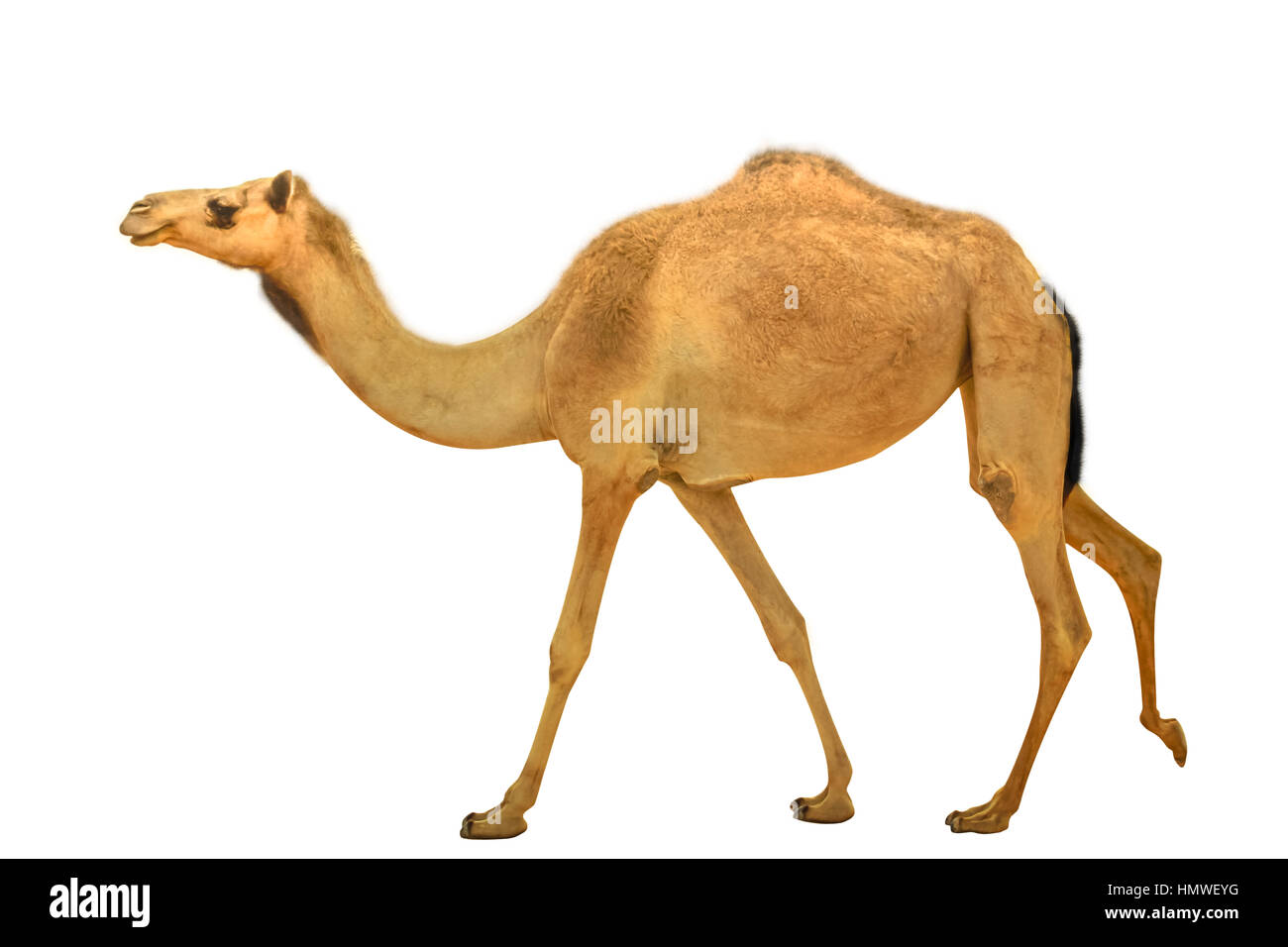 Camello dromedario aislado Foto de stock