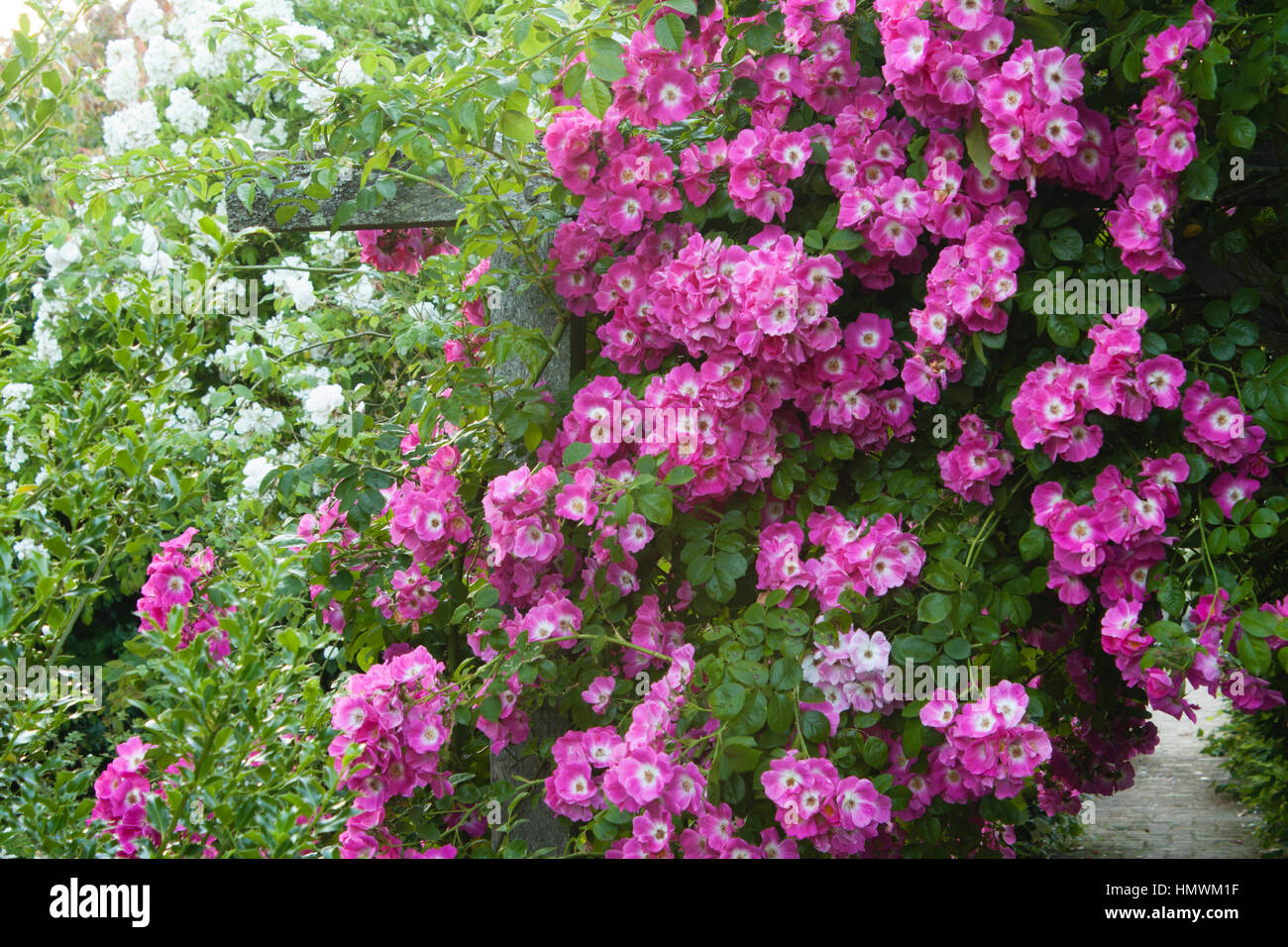 Rosa pilar 'Americana', Rosa 'pilar americano', Jardines del Pays d'Auge, Normandía, Francia Foto de stock