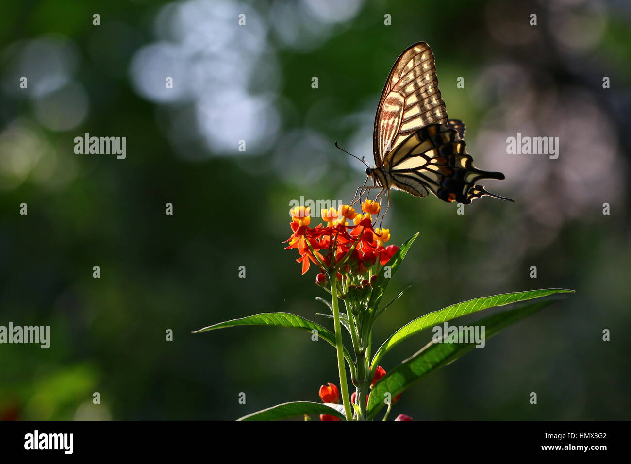 Butterfly (Papilio Xuthus) establece en flor bebiendo néctar Foto de stock