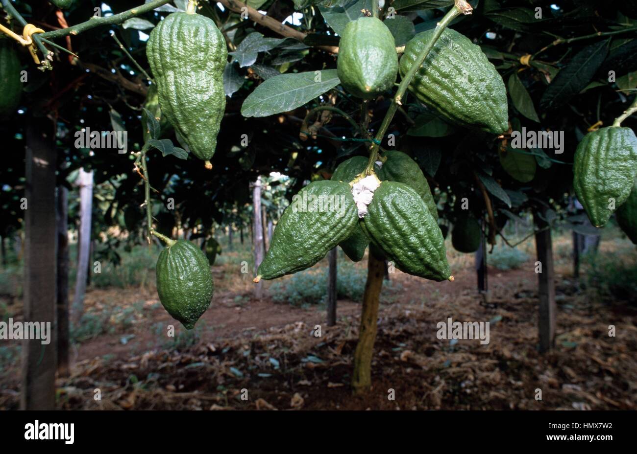 Planta de cidra (Citrus medica), Rutaceae, con frutas, Scalea, Calabria,  Italia Fotografía de stock - Alamy