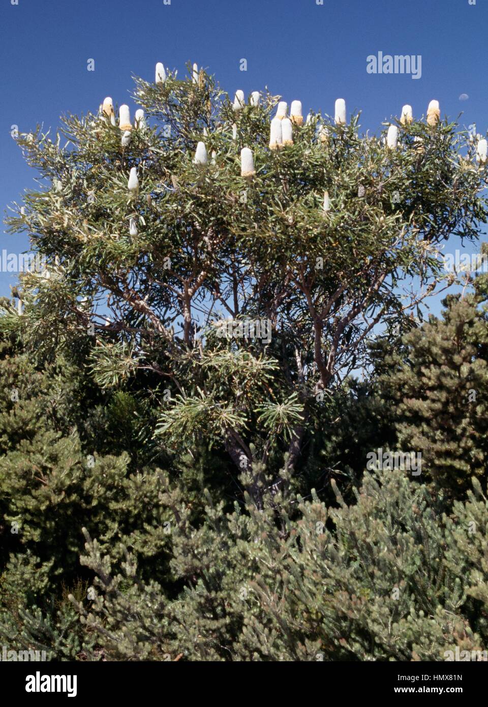 Banksia de leña (Banksia menziesii), Proteaceae, Australia. Foto de stock