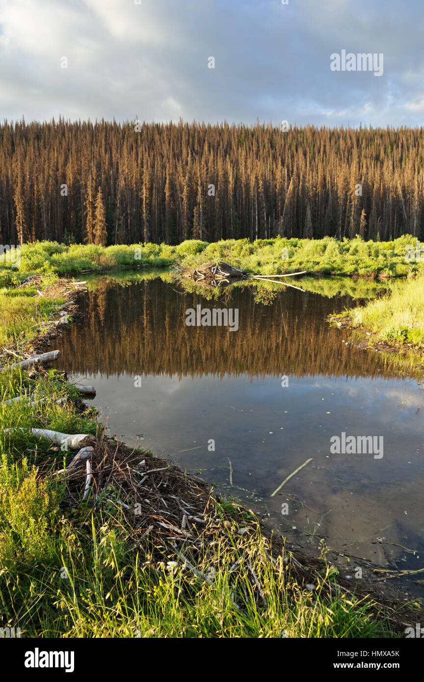 Beaver Dam y estanque con lodge con árboles muertos en el fondo Foto de stock