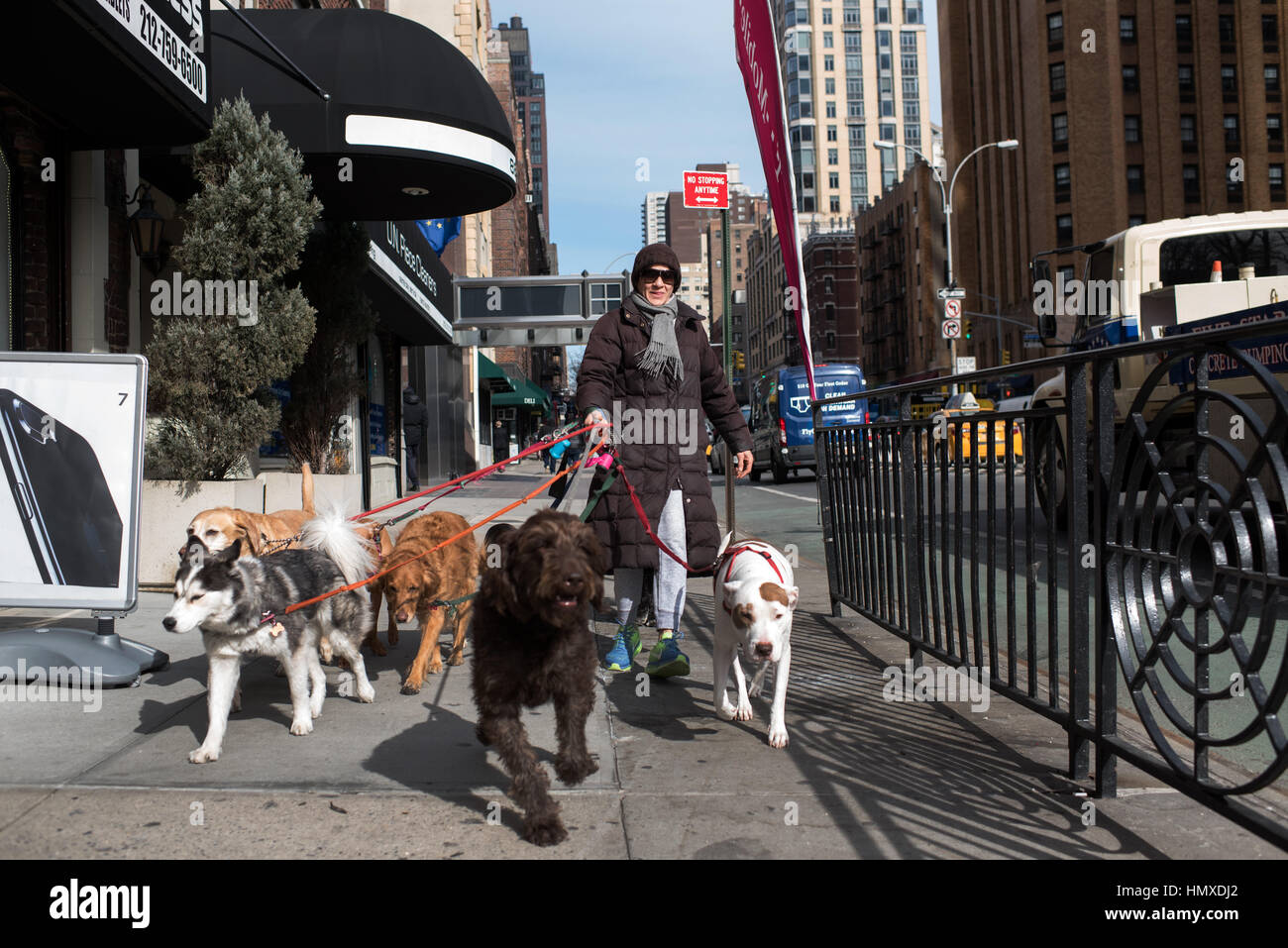 Una mujer camina 7 perros a través del centro de la ciudad de Nueva York,  EEUU, 3 de febrero de 2017. Muchos propietarios de animales en grandes  ciudades de los Estados Unidos