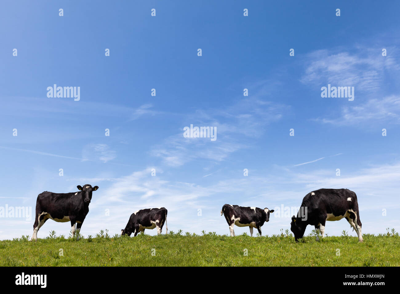 El pastoreo de ganado en un exuberante campo verde en el día Foto de stock