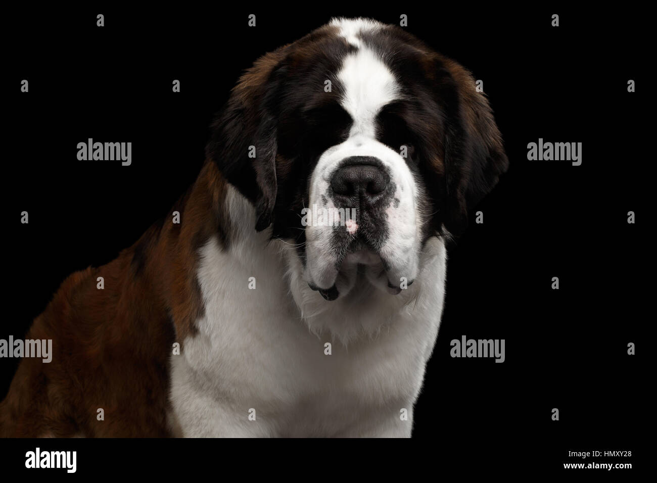 San Bernardo perro aislado sobre fondo negro Fotografía de stock - Alamy