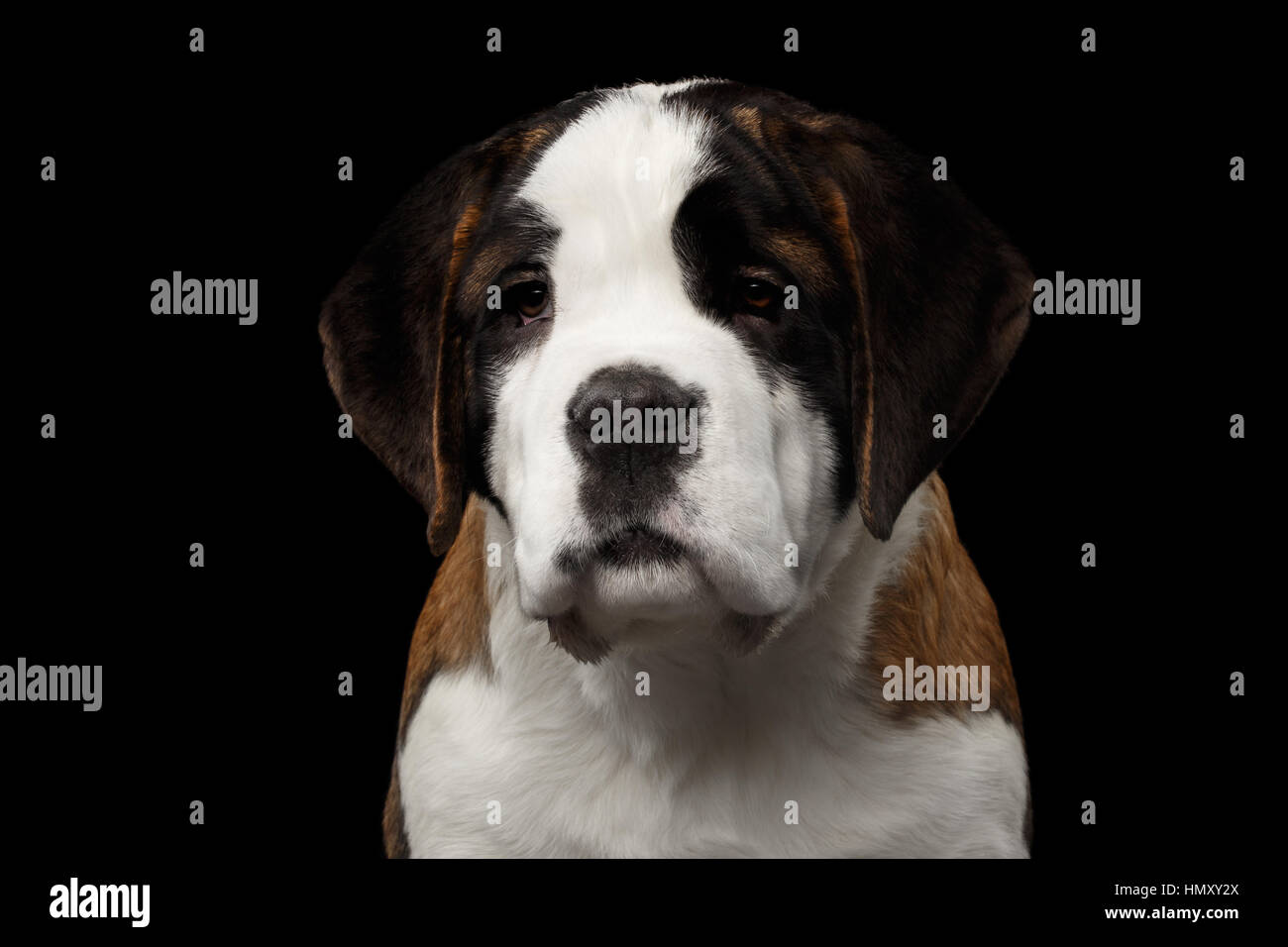 A tientas por no mencionar pronóstico San Bernardo cachorro de raza pura aislada sobre fondo negro Fotografía de  stock - Alamy