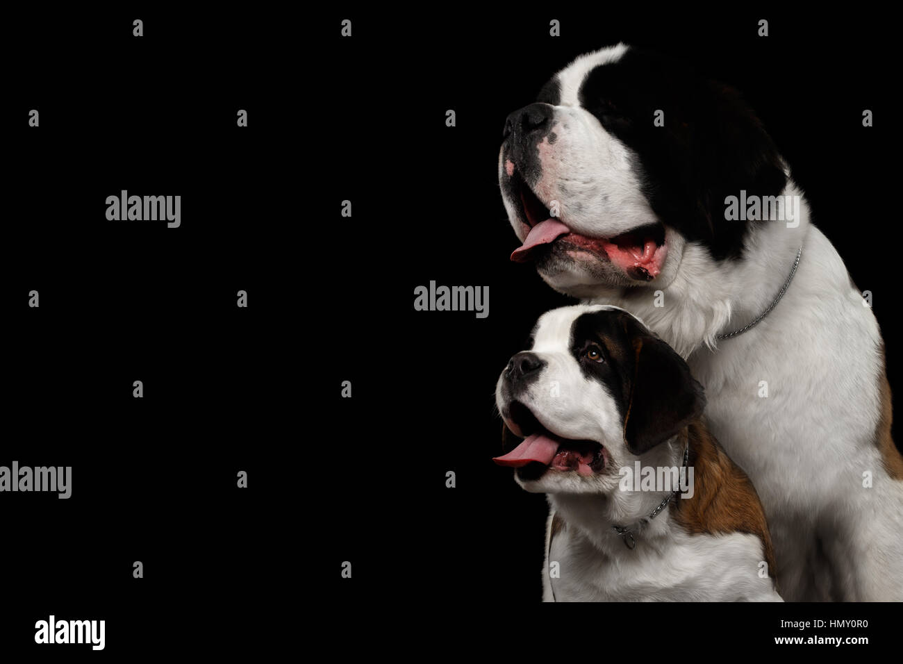 Cariñoso Lavar ventanas entrada Dos cachorros de Perro San Bernardo, y su mamá sobre fondo negro aislado  Fotografía de stock - Alamy