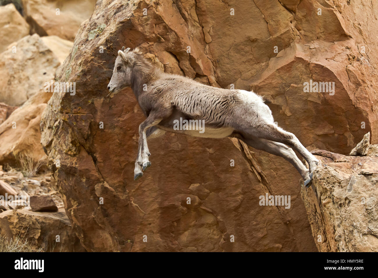 Oveja hembra, el borrego cimarrón (Ovis canadensis) Saltar acantilados en Green River, en Utah, EE.UU. Foto de stock