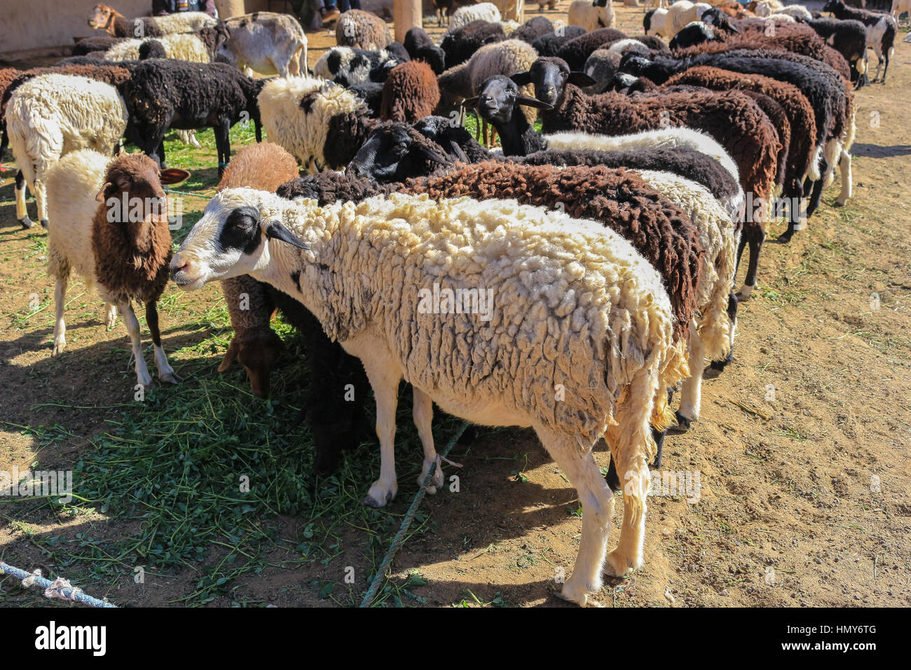 Para la venta de lana de oveja en un mercado de Rissani, Marruecos, África  Fotografía de stock - Alamy