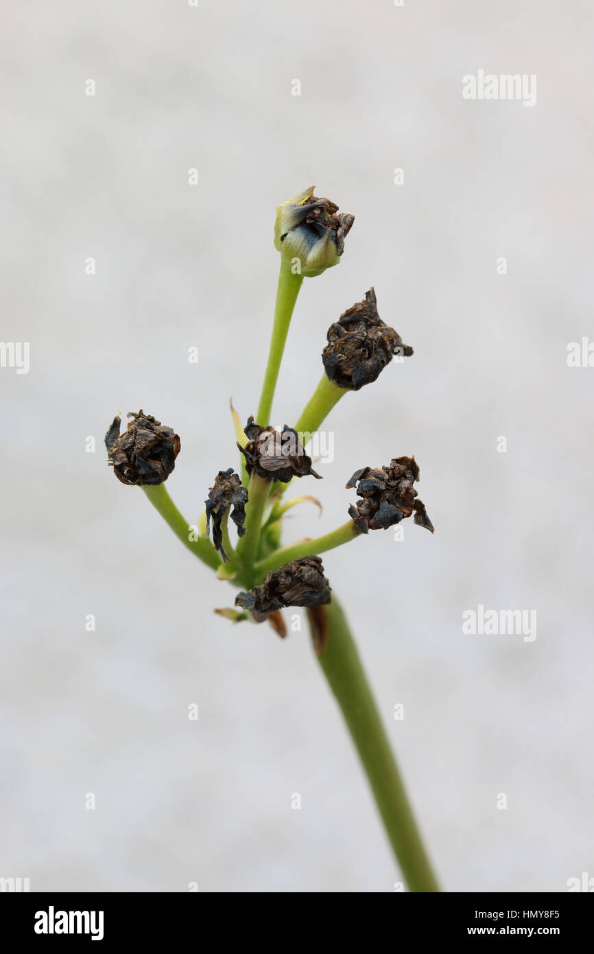 Macro cerca de Venus atrapamoscas o conocido como Dionaea muscipula morir flores convirtiendo en semillas, aislado Foto de stock