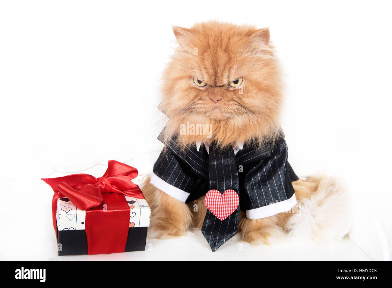 Expresiones de gatos graciosos fotografías e imágenes de alta resolución -  Alamy