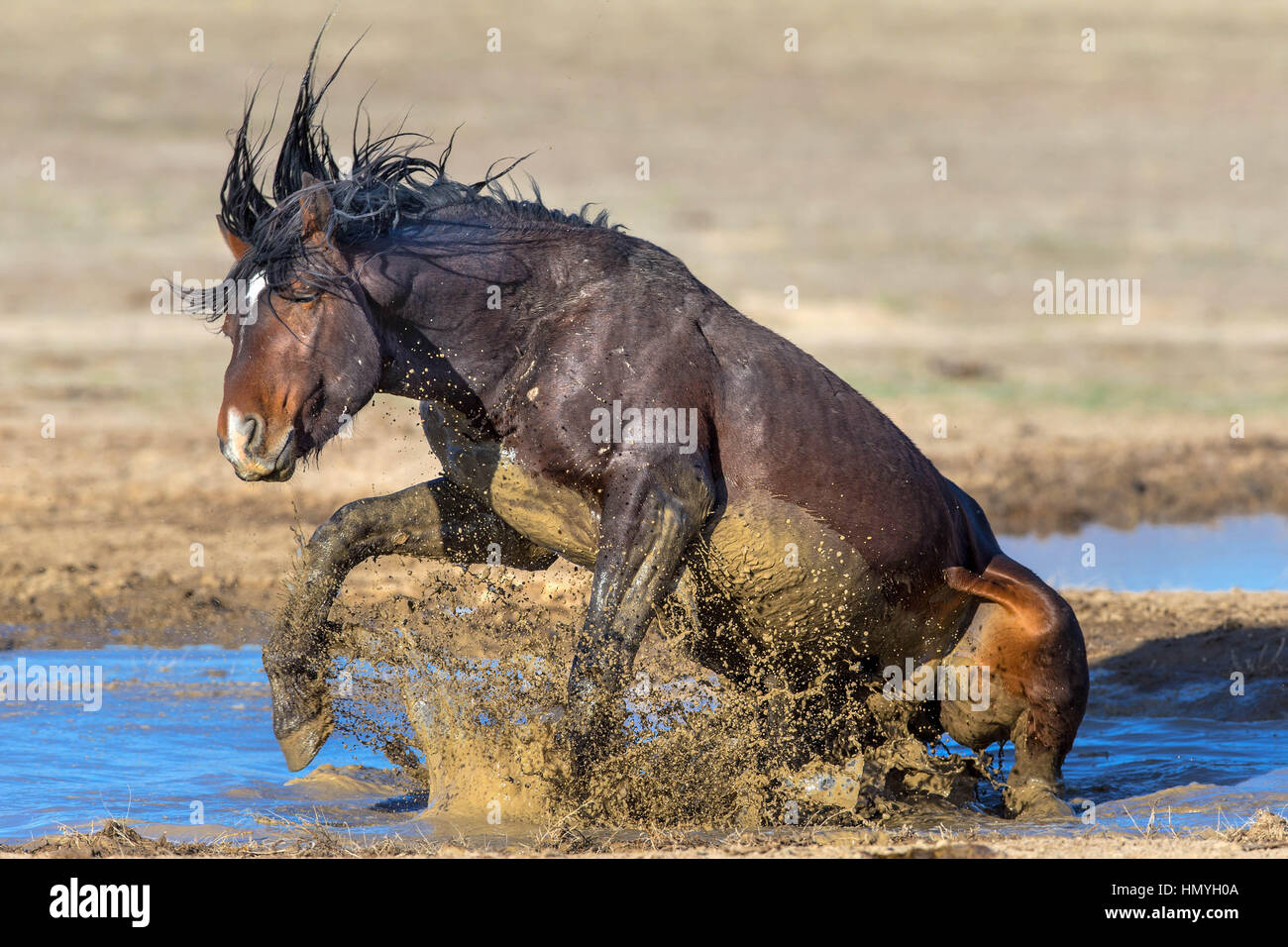 Stock Photo : Wild Mustang jugando en el lodo (Equus ferus caballus), West Desert, Utah, EE.UU., América del Norte Foto de stock