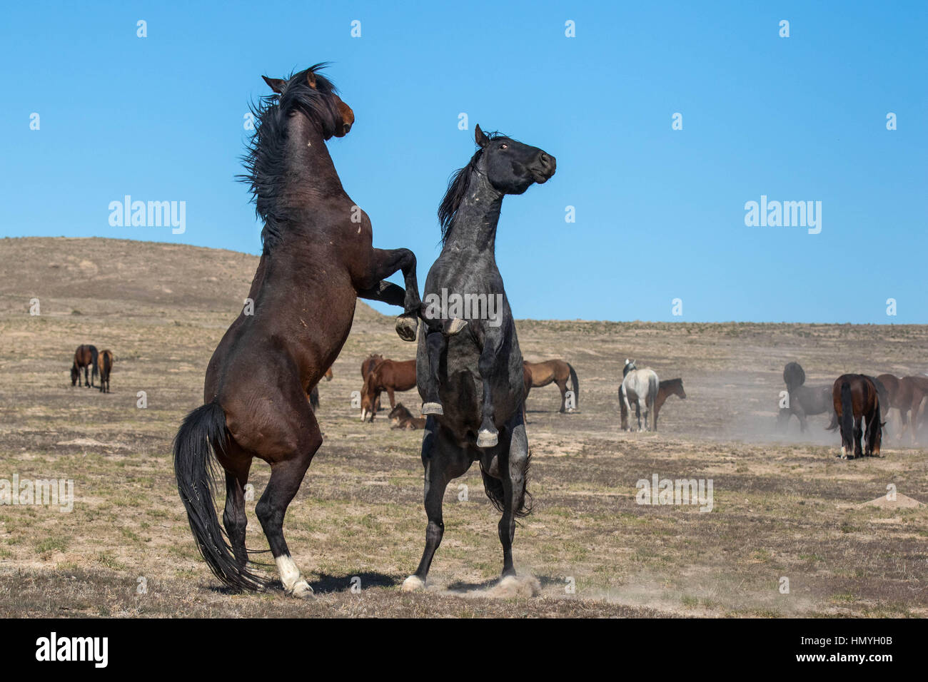 Stock Photo : Dos Mustangs salvajes combates (Equus ferus caballus) West Desert, Utah, EE.UU., América del Norte Foto de stock
