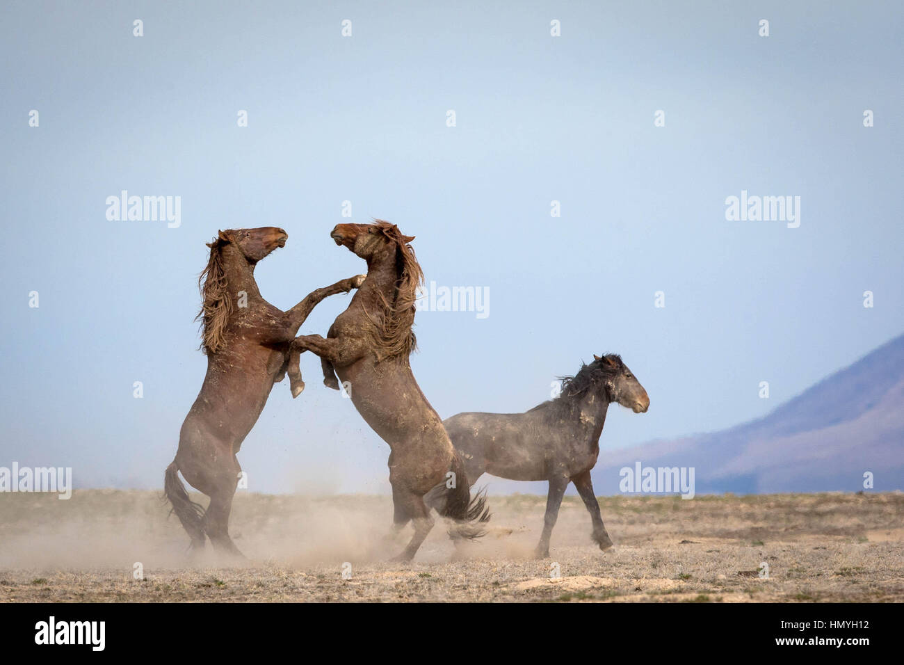 Stock Photo caballos salvajes Sparring (Equus ferus) en el oeste del desierto, Utah, EE.UU., América del Norte Foto de stock