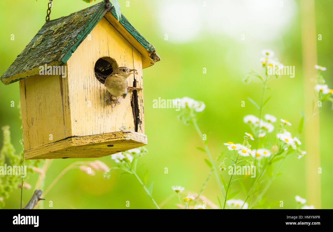 Una casa wren pausa un momento fuera de su casa. Foto de stock